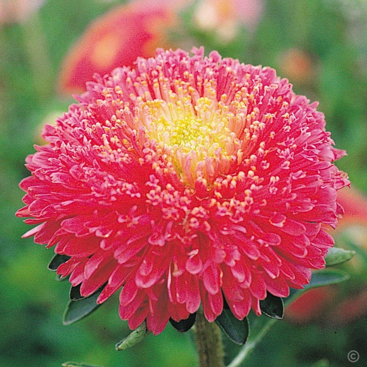 Aster- Benary's Princess Bright Rose