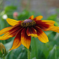 Black Eyed Susan- Autumn Colours