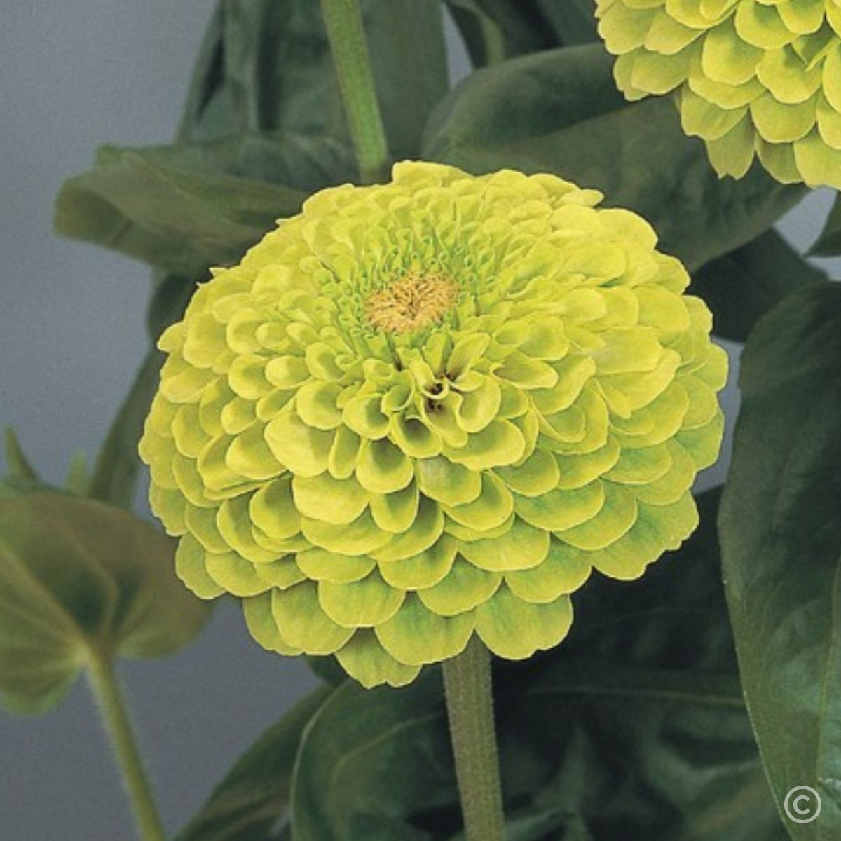 Zinnia- Benary's Giant Lime