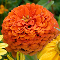 Zinnia- Benary's Giant Orange