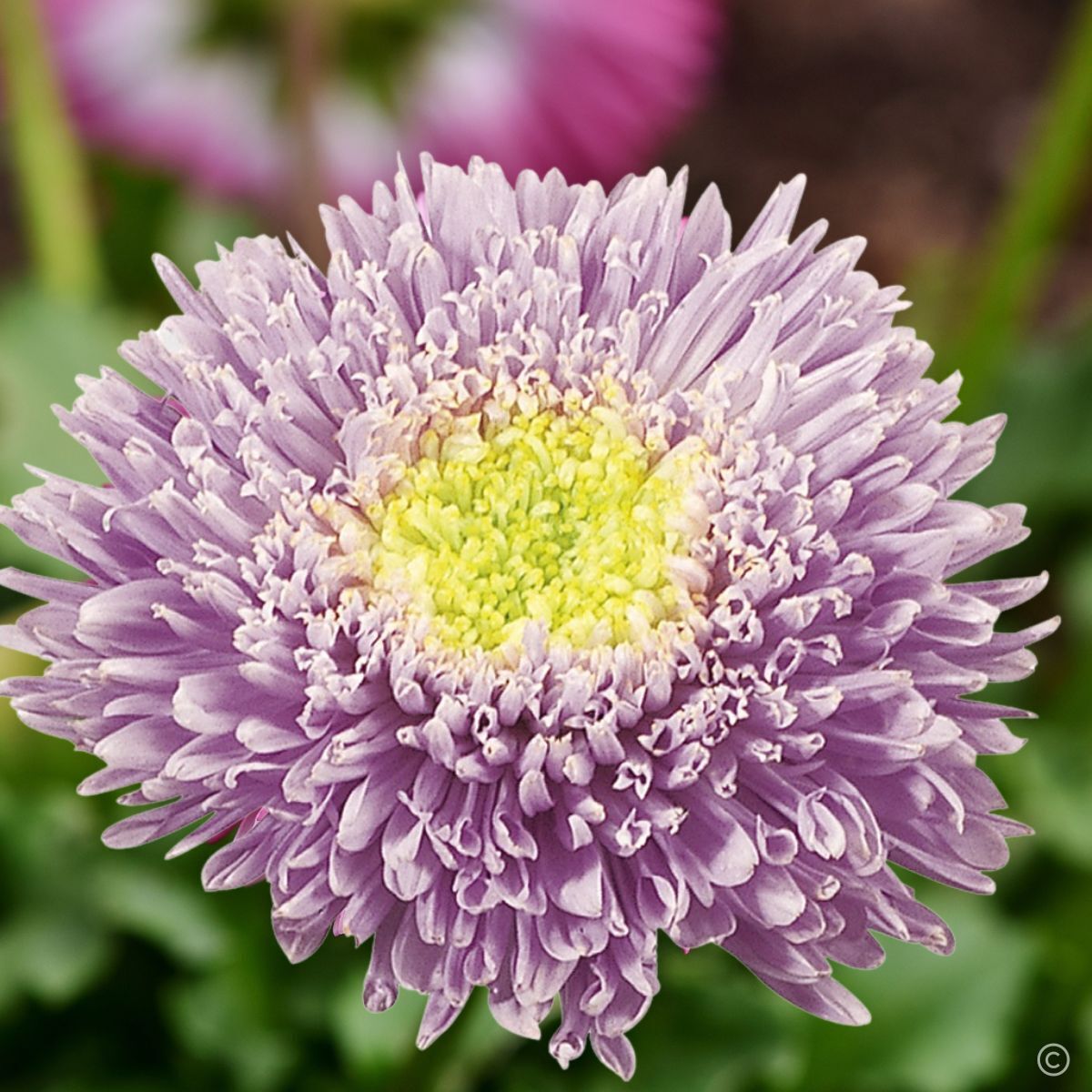 Aster- Benary's Princess Light Blue