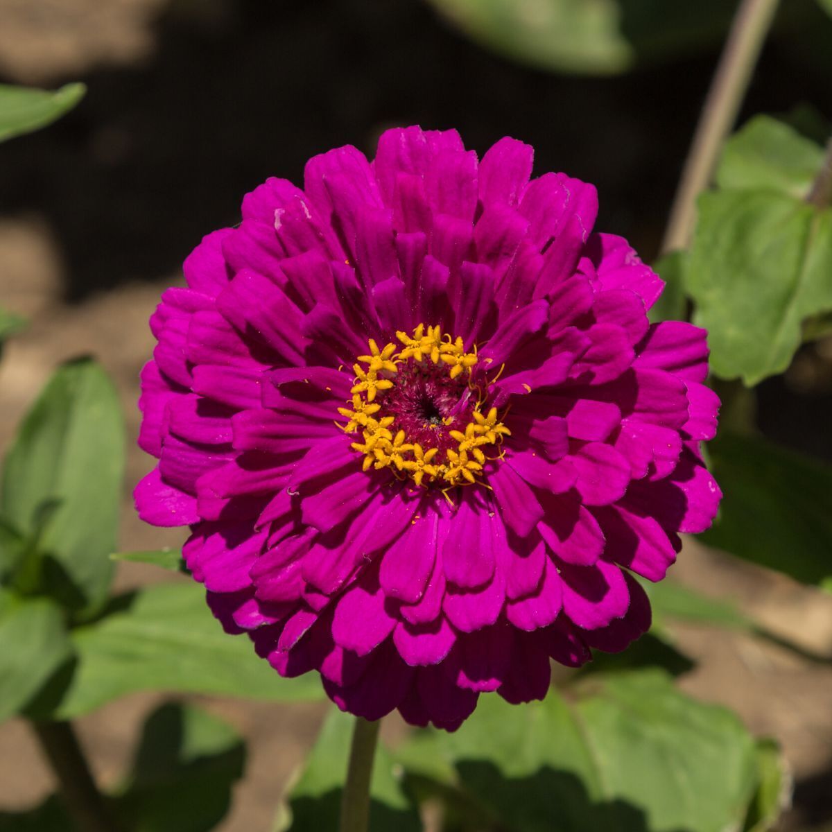 Zinnia- Benary's Giant Purple