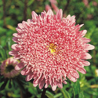 Aster- Benary's Princess Salmon Rose