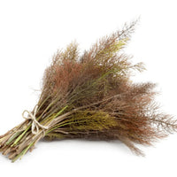 Fennel- Smokey Bronze