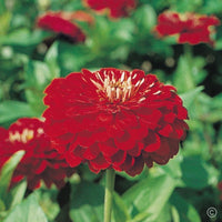 Zinnia- Benary's Giant Scarlet