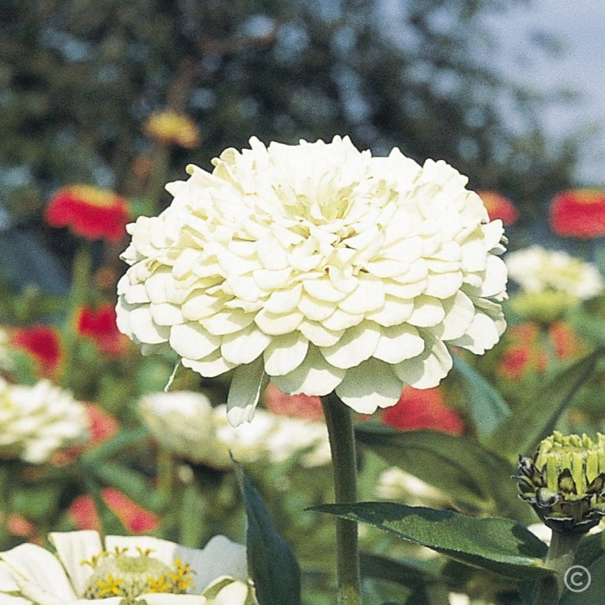 Zinnia- Benary's Giant White