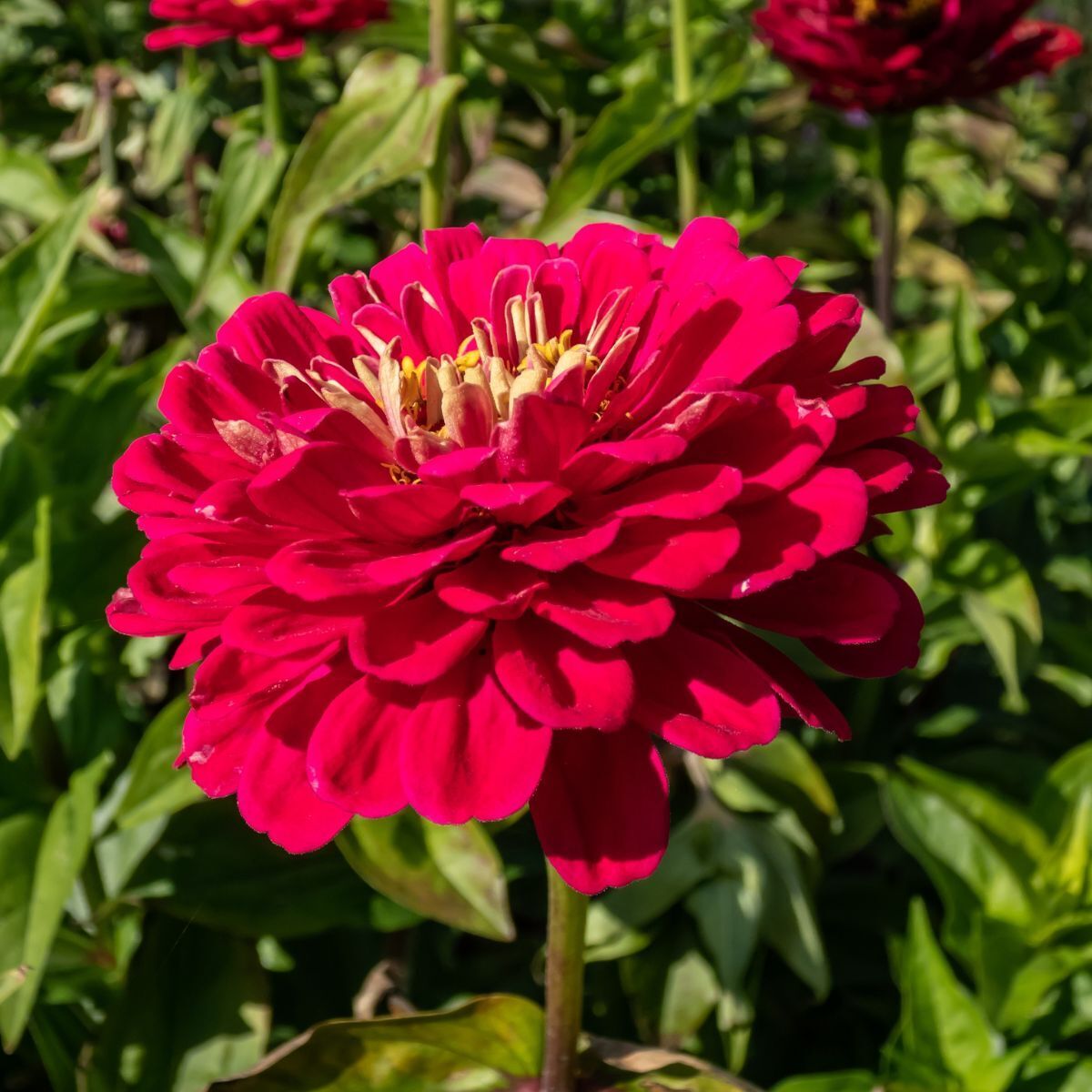 Zinnia- Benary's Giant Wine