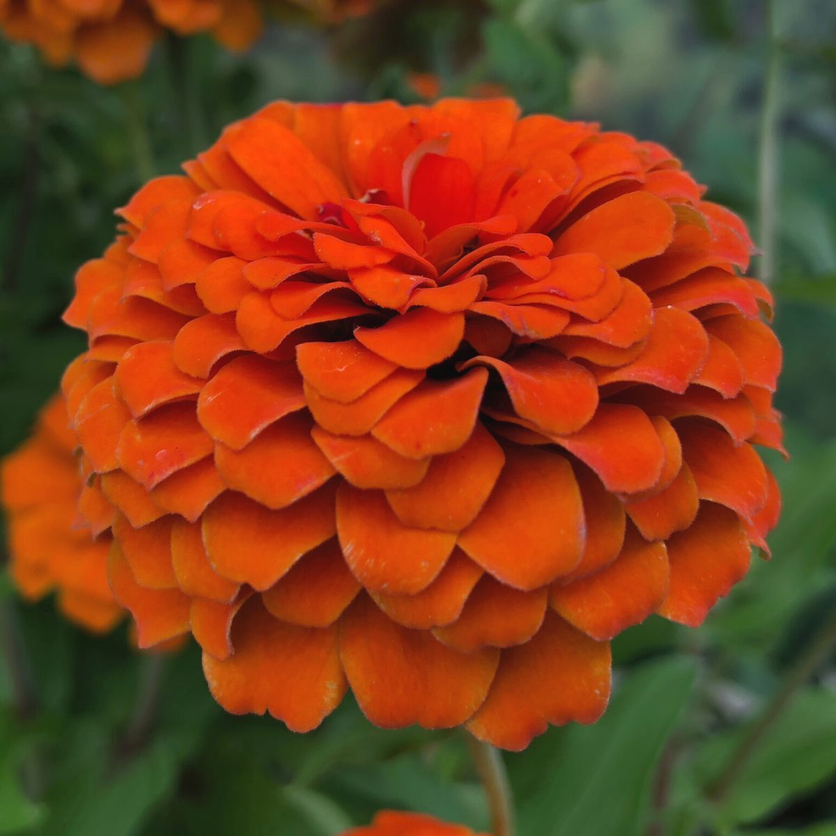 Zinnia- Queeny Pure Orange