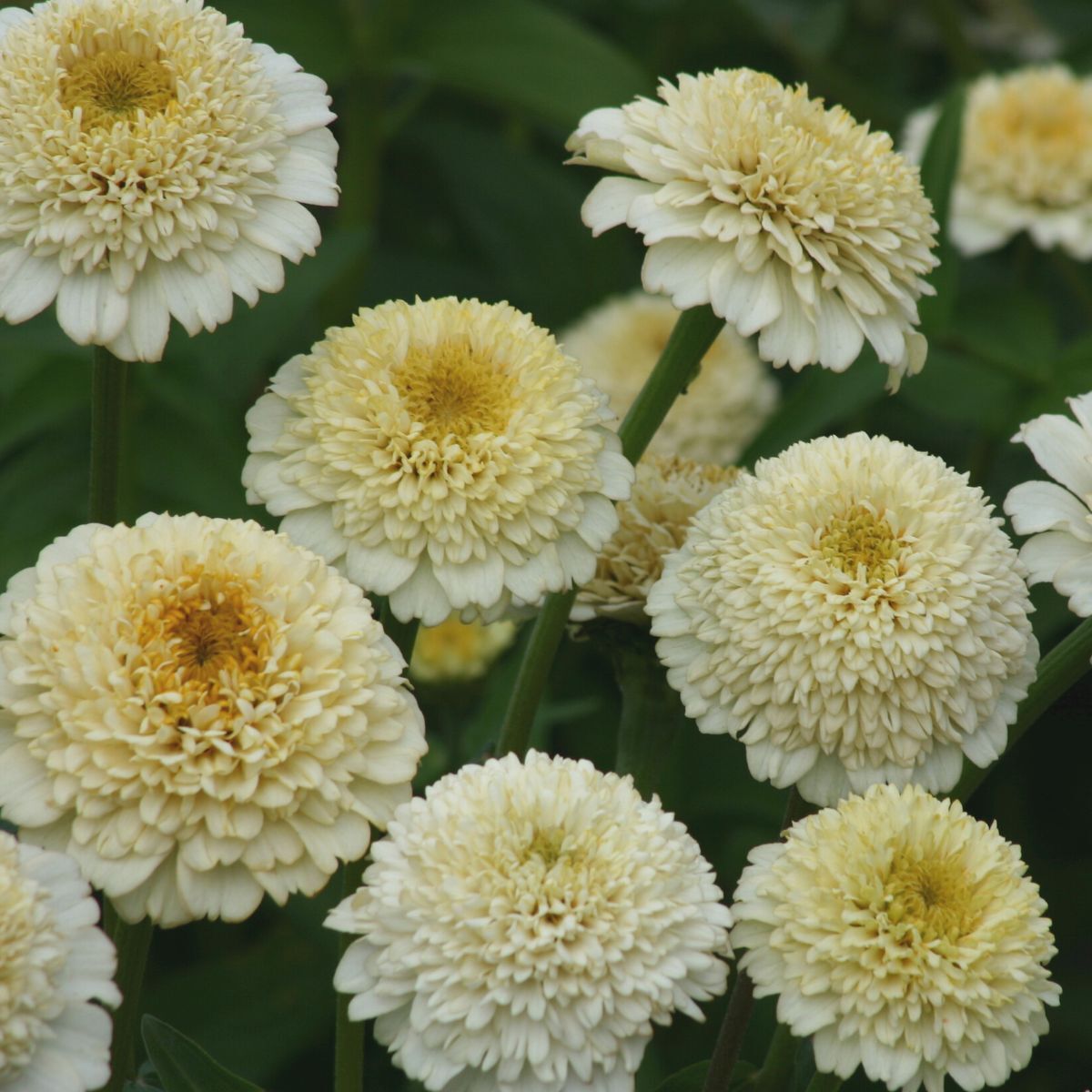 Zinnia- Zinderella White