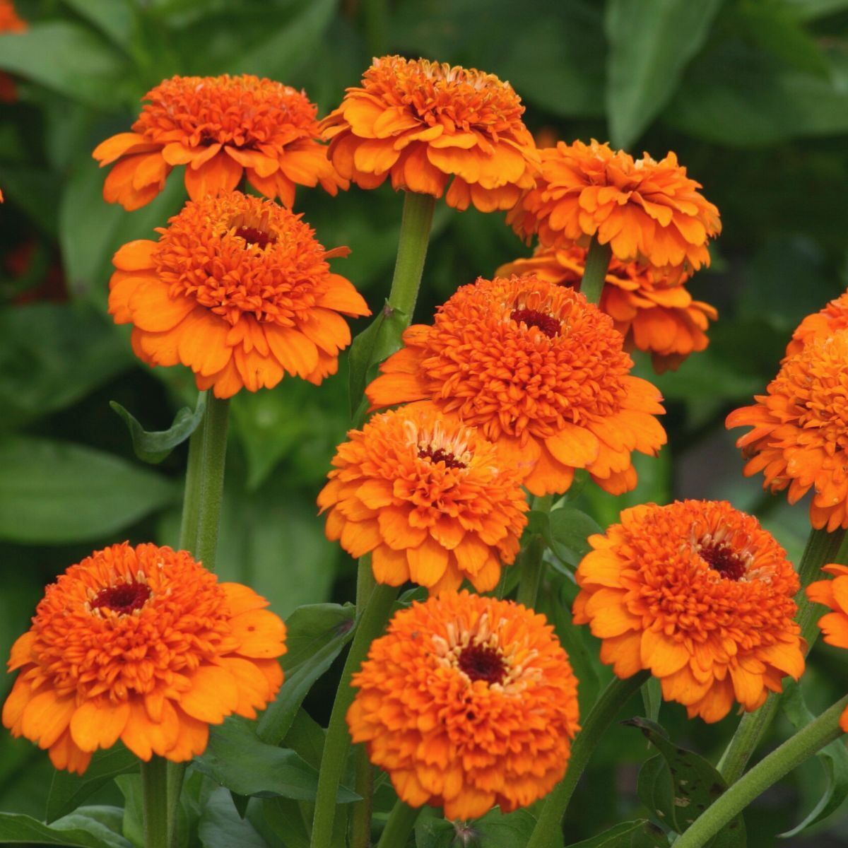 Zinnia- Zinderella Orange