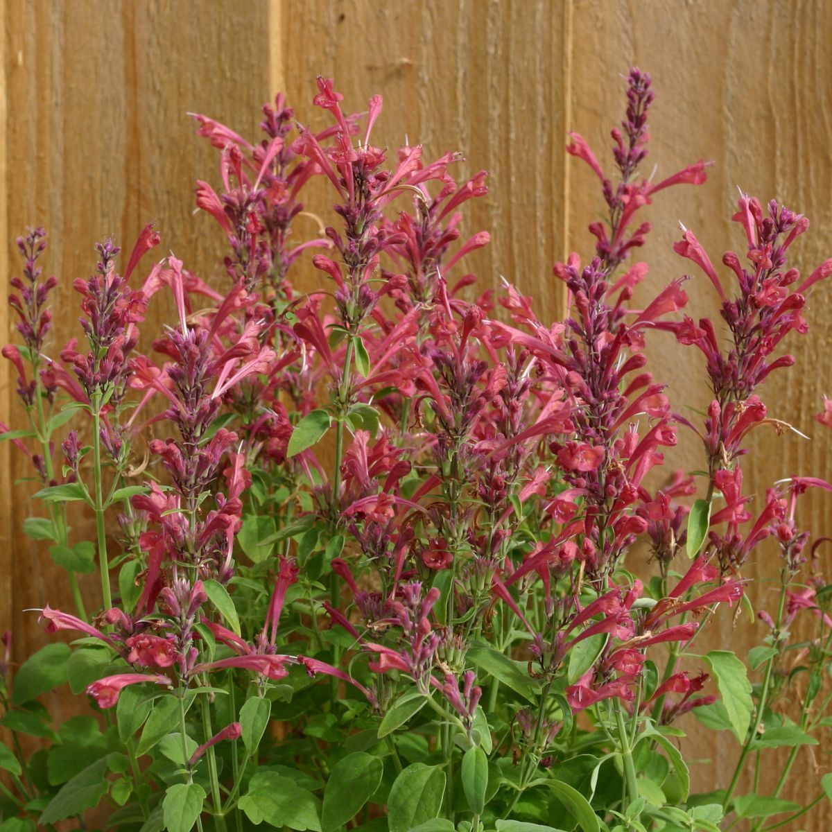 Agastache- Raspberry Daiquiri