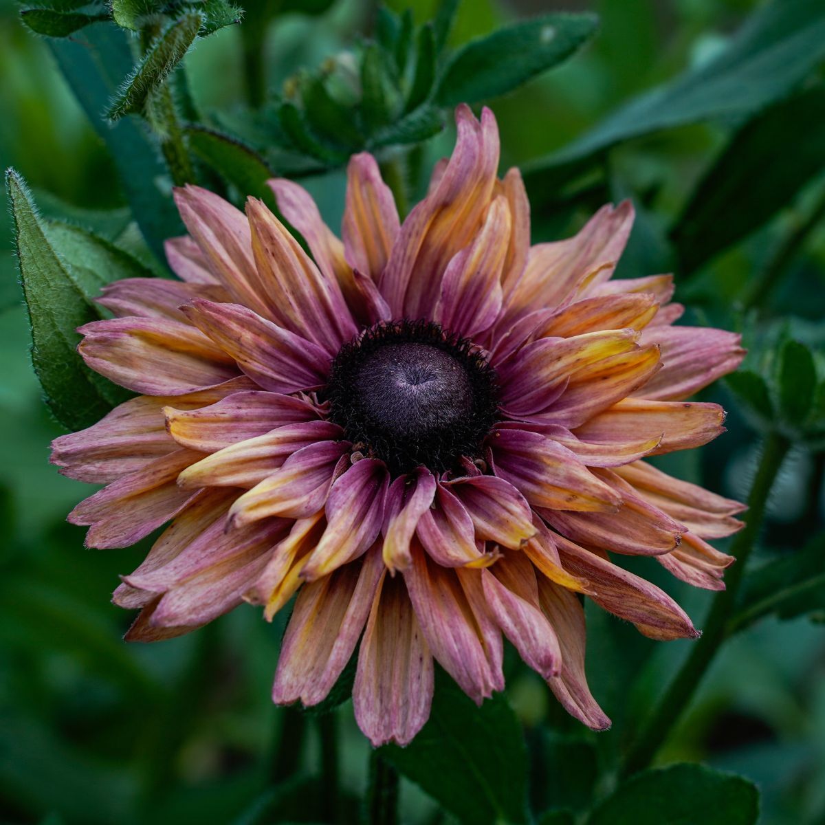 Black Eyed Susan- Sahara