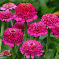 Zinnia- Zinderella Purple