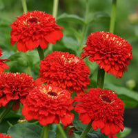 Zinnia- Zinderella Red