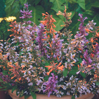 Agastache- Fragrant Delight Mix