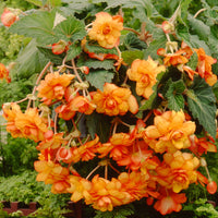 Yellow-Red Picotee Begonia