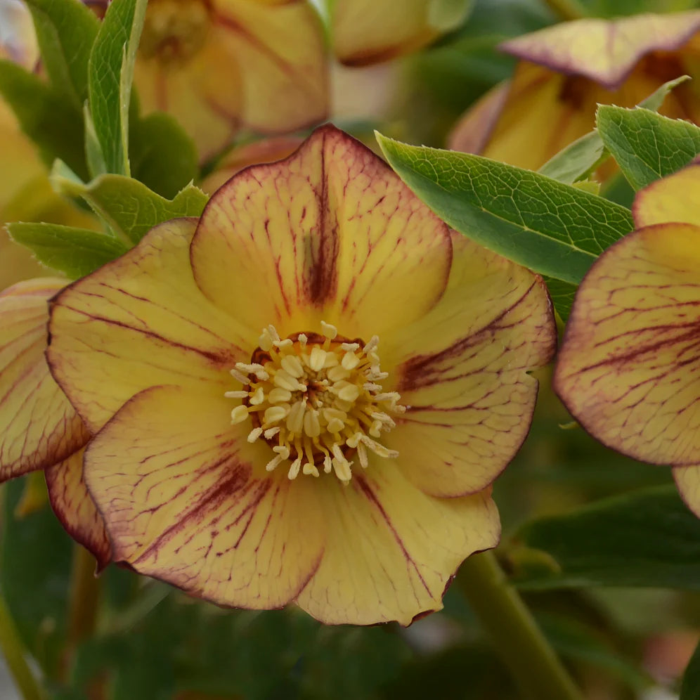 Tropical Sunset Single Hellebore