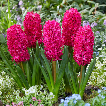 Scarlet Pearl Pink Bulb