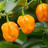 Chilli- Habanero Orange