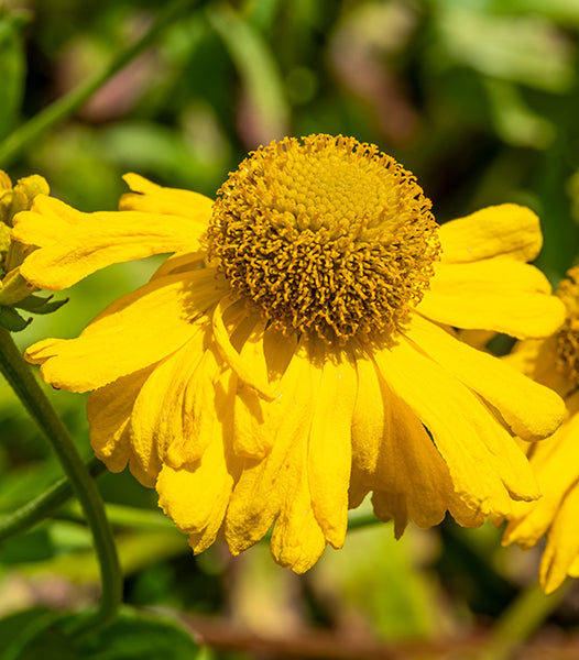 Butterpat Helenium