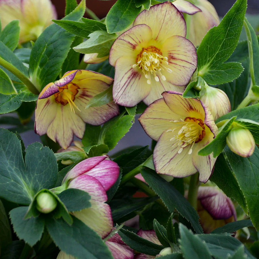 Tropical Sunset Single Hellebore