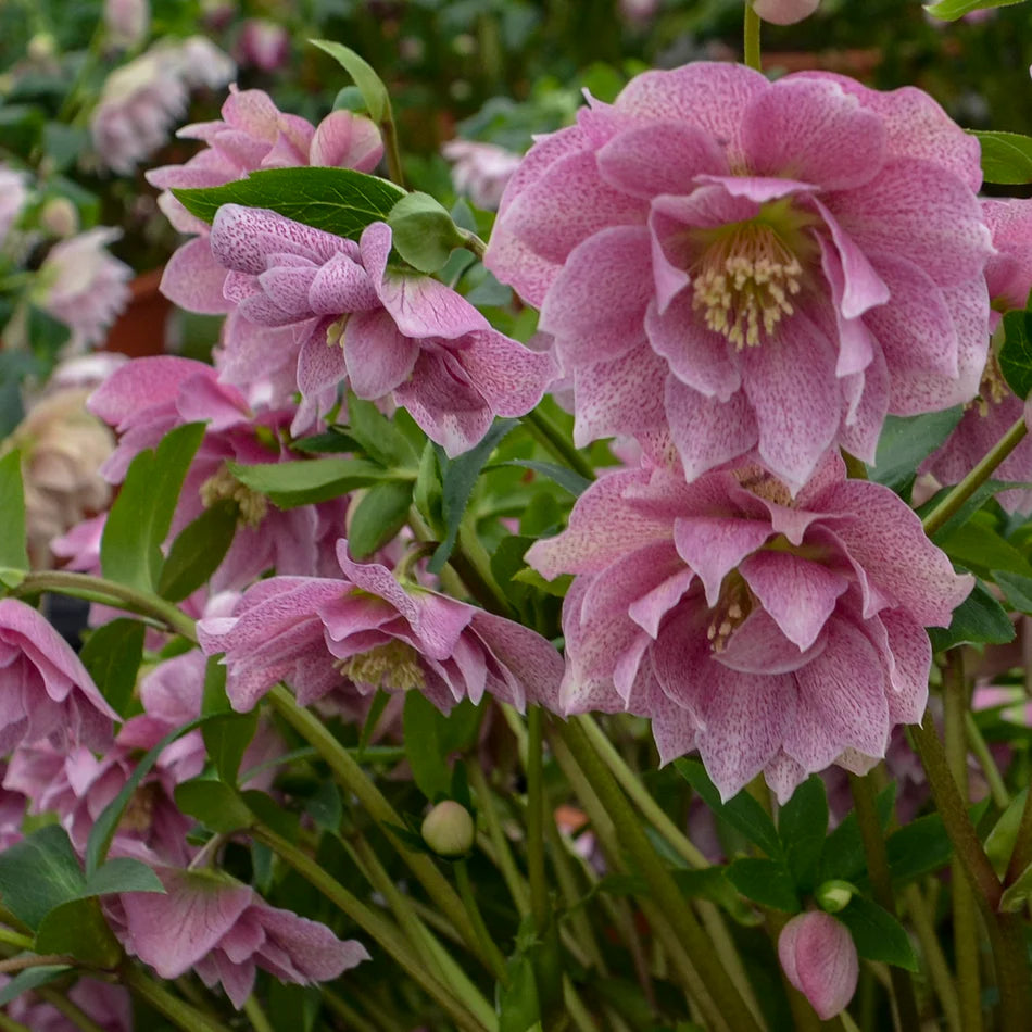 Wedding Crasher Double Hellebore