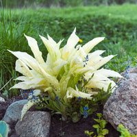 White Feather Hosta