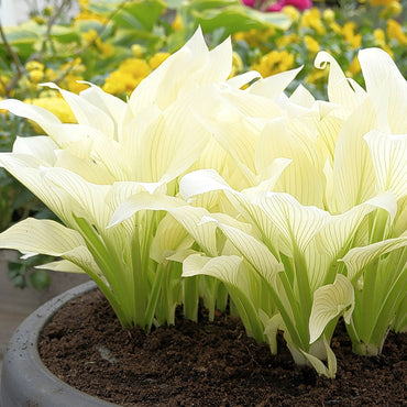 White Feather Hosta