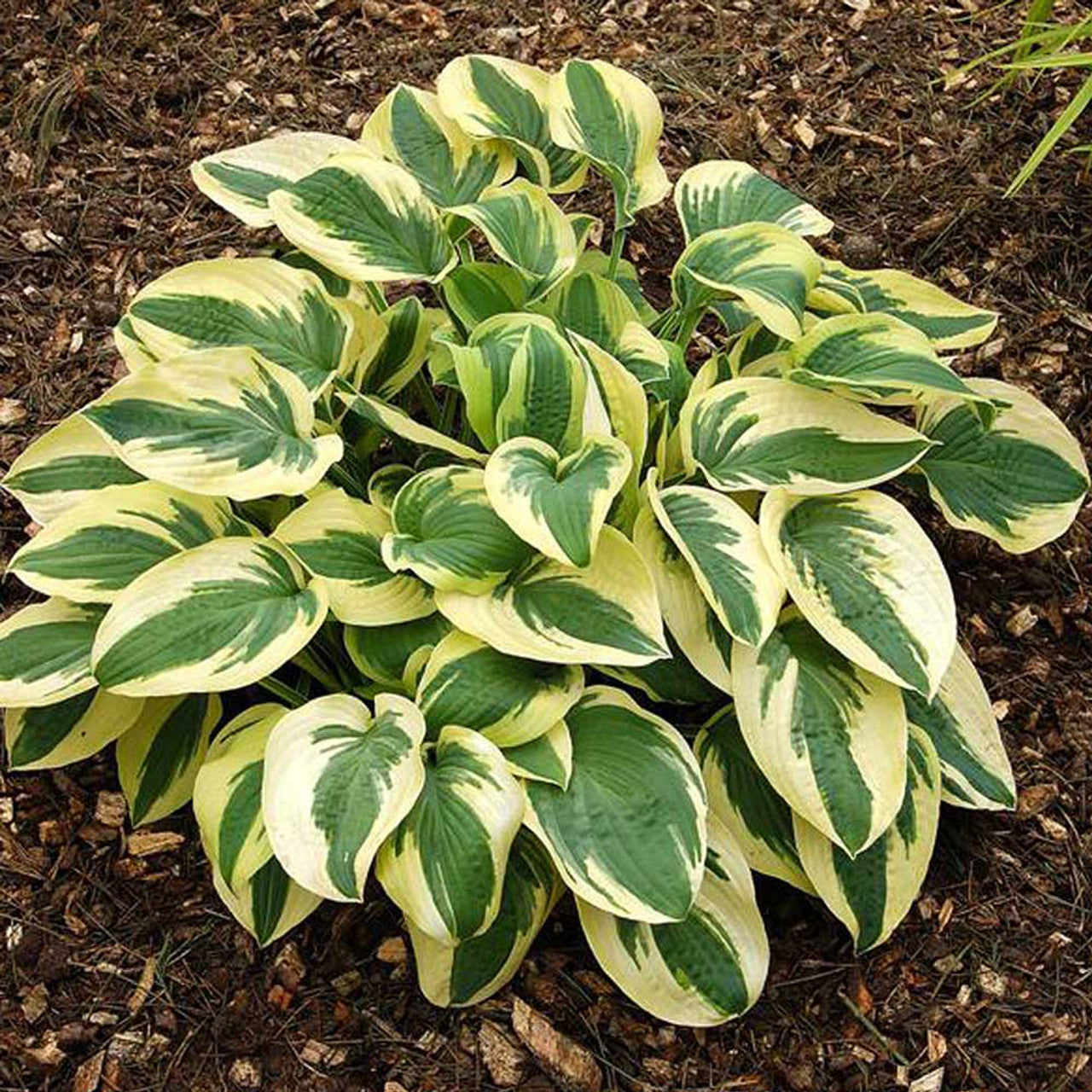 Wide Brim Hosta