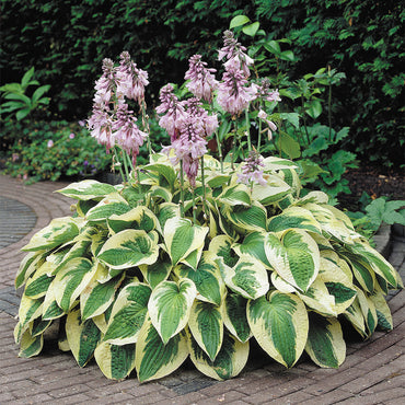 Wide Brim Hosta