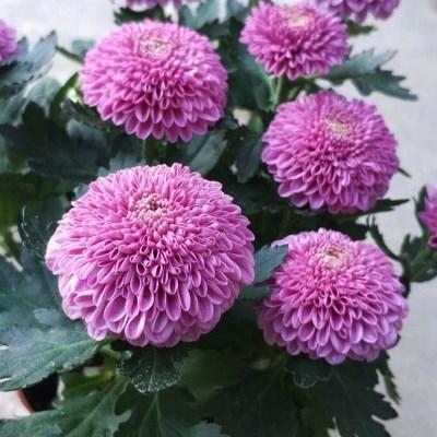 Flower Herb Garden Marigold Chrysanthemum Seeds