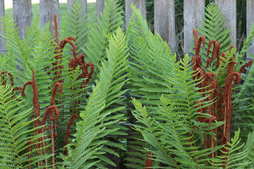 Cinnamon Hardy Fern