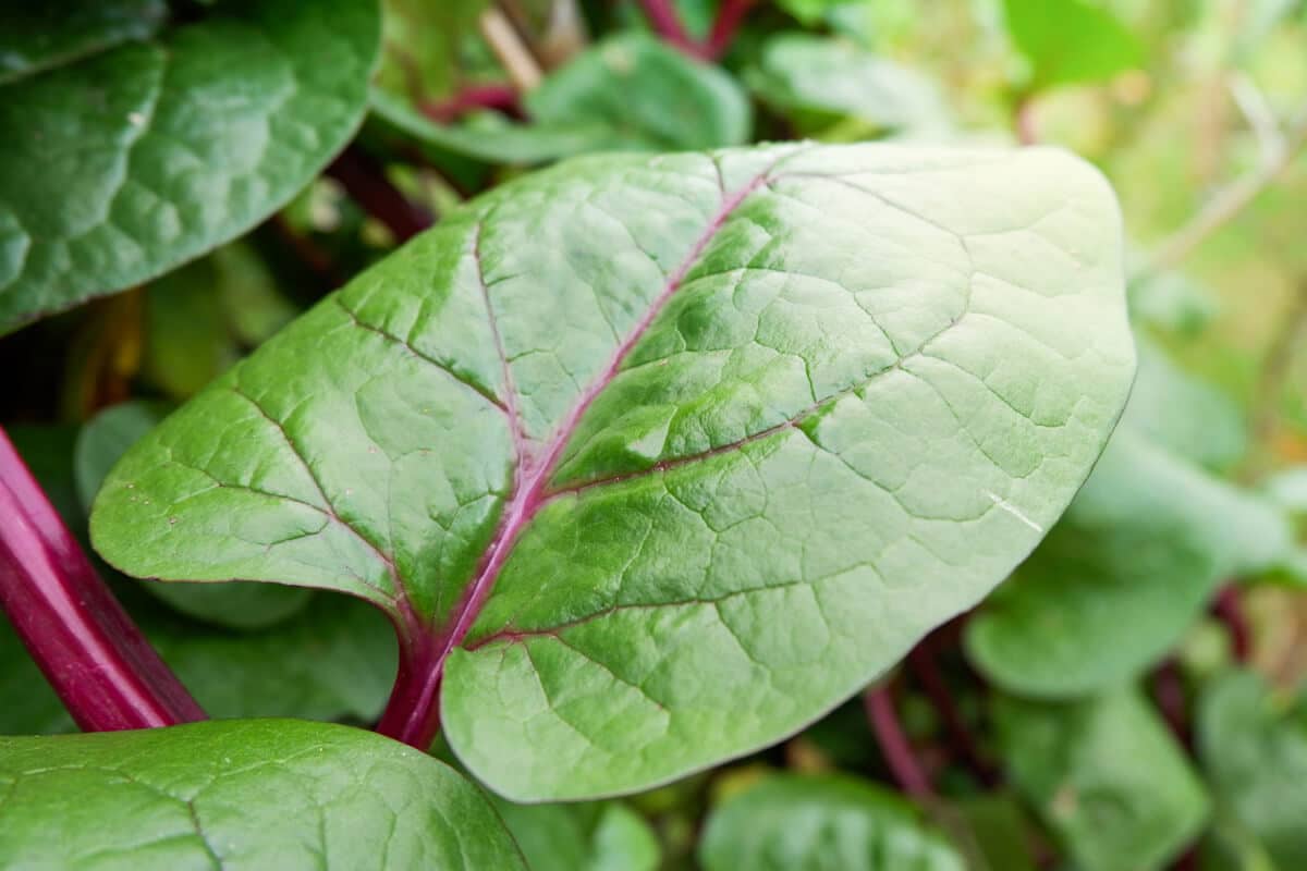 Malabar Spinach- Red