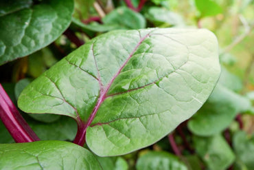 Malabar Spinach- Red