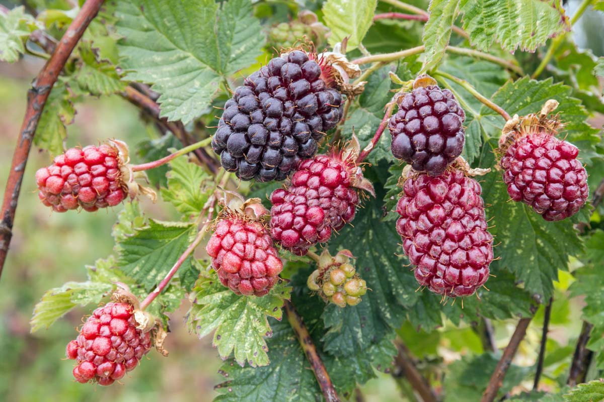 Boysenberry (Cane)