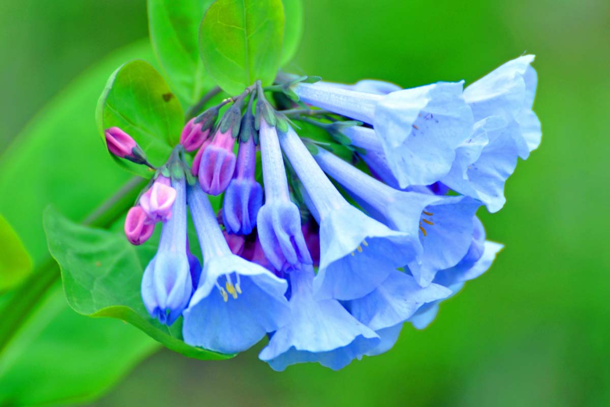 Virginia Bluebells