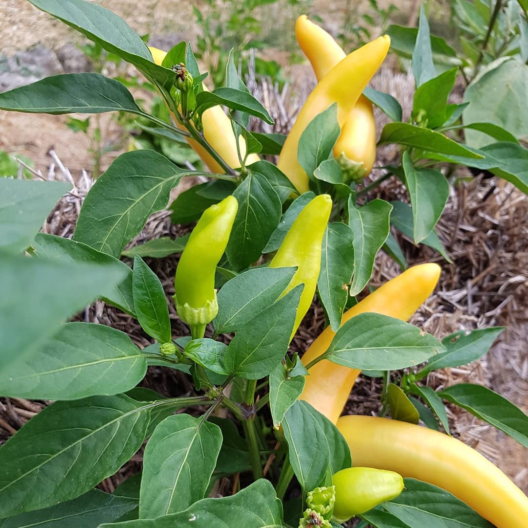 Chilli- Hungarian Yellow Wax