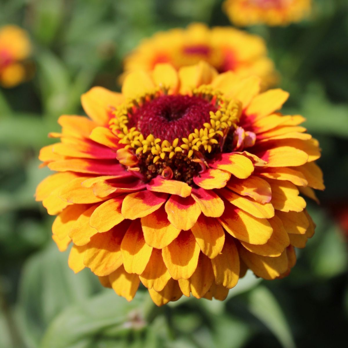 Zinnia- Macarenia