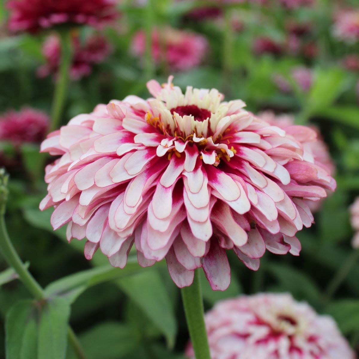 Zinnia- Mazurkia