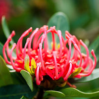 Waratah- Tasmanian