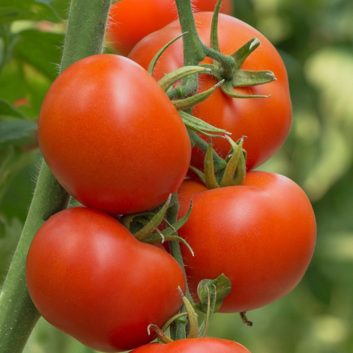 Tomato- Burnley Sure Crop