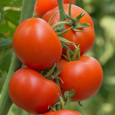 Tomato- Floralou