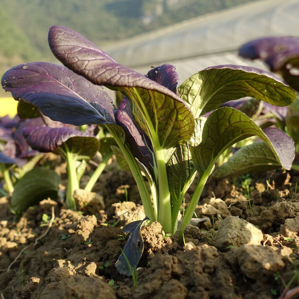 Cabbage, Chinese- Pak Choi - Purple Early F1