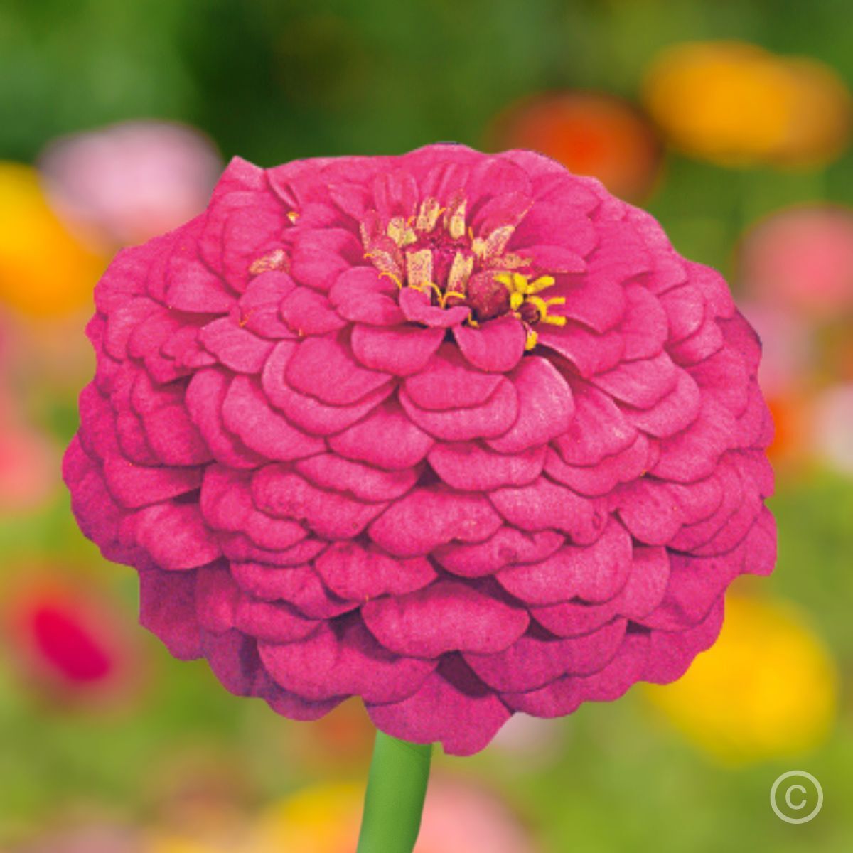 Zinnia- Oklahoma Carmine