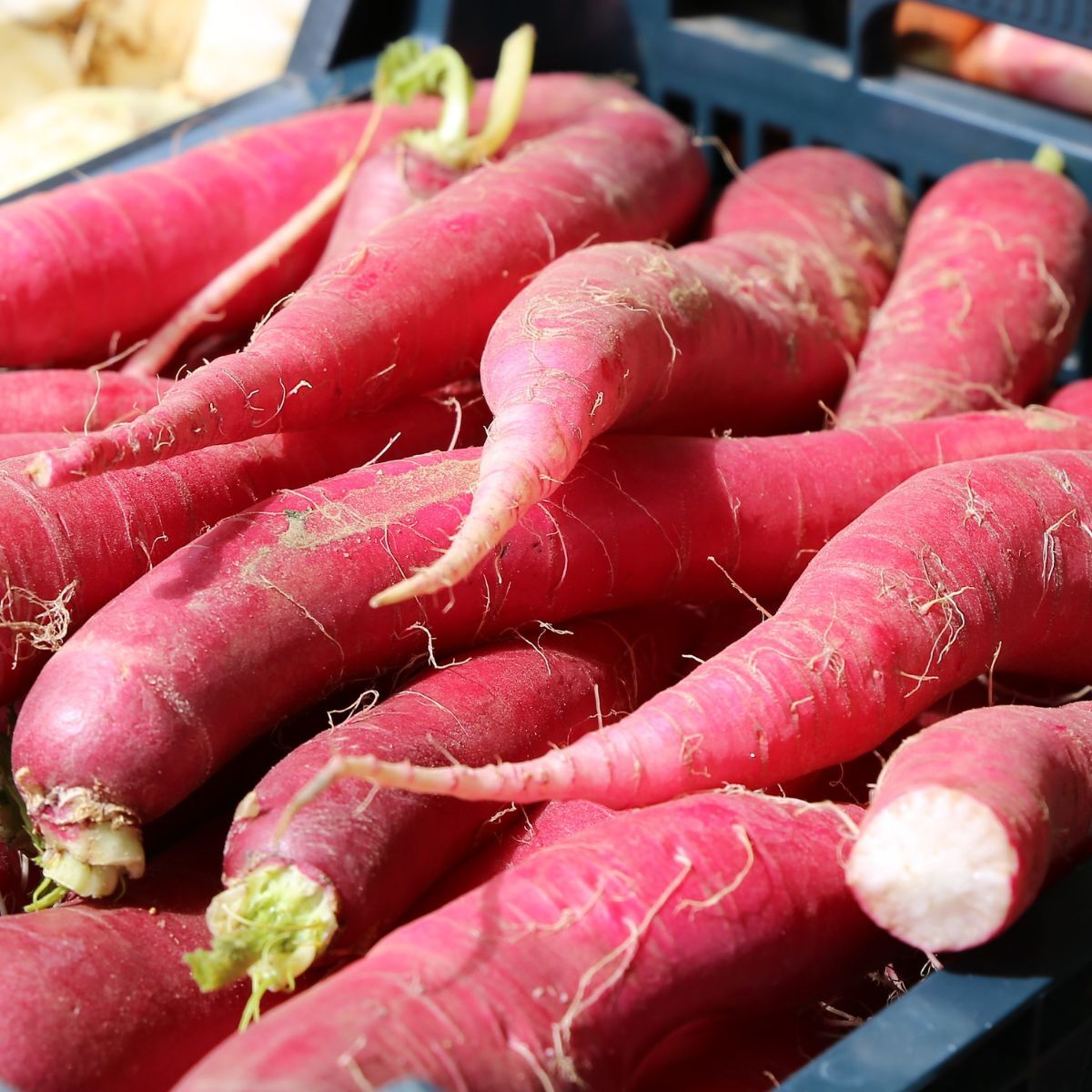 Radish- Mini Daikon Red F1