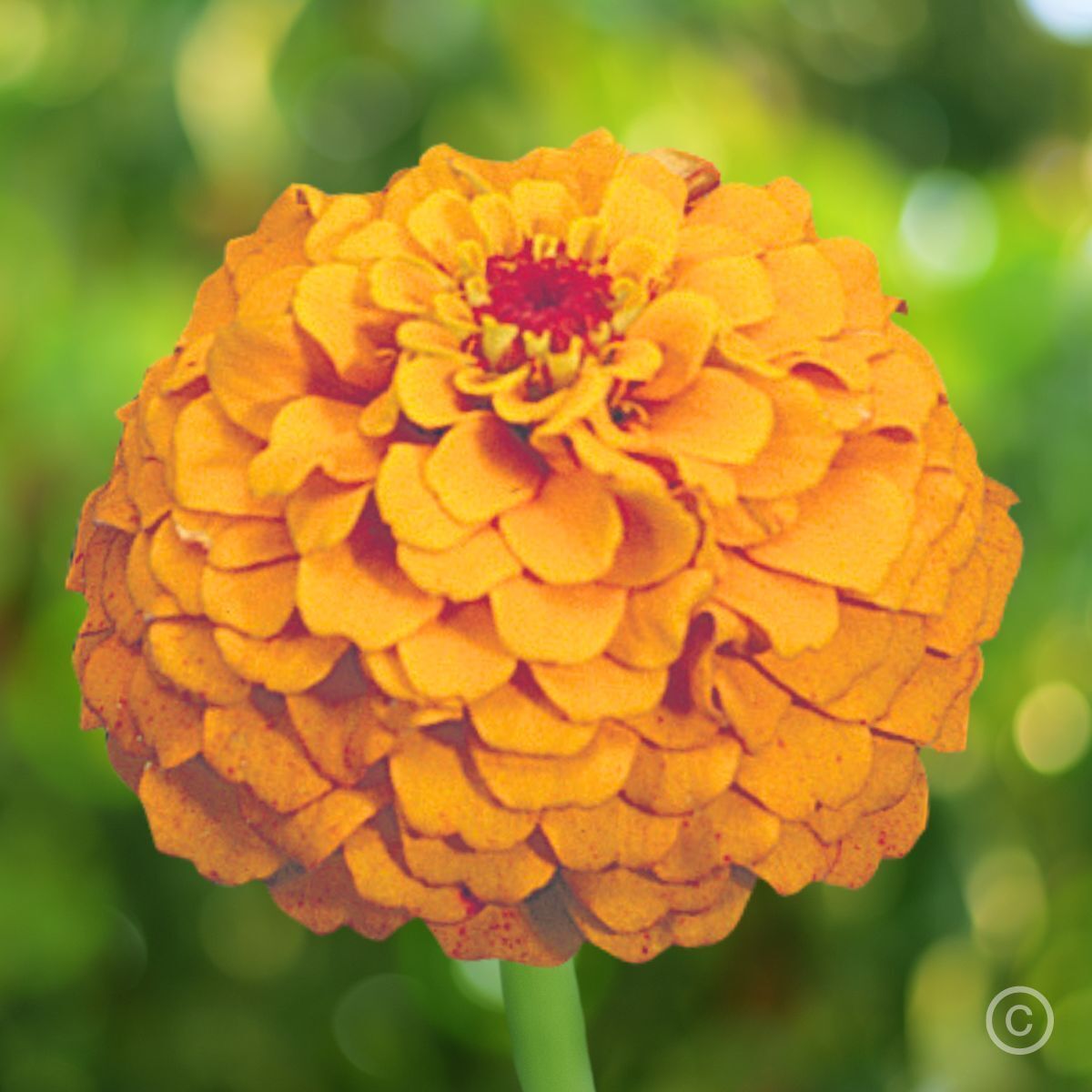 Zinnia- Oklahoma Golden Yellow