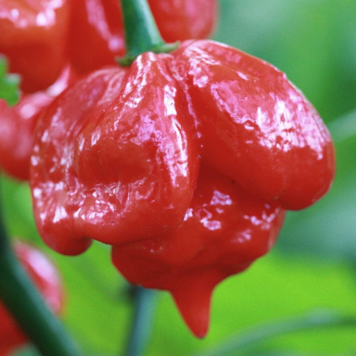 Chilli- Trinidad Scorpion Butch T