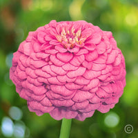 Zinnia- Oklahoma Pink