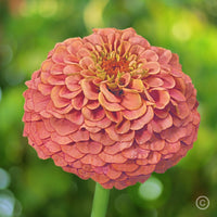 Zinnia- Oklahoma Salmon