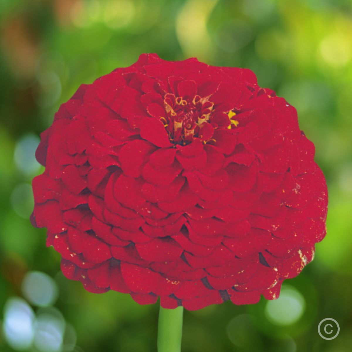 Zinnia- Oklahoma Scarlet